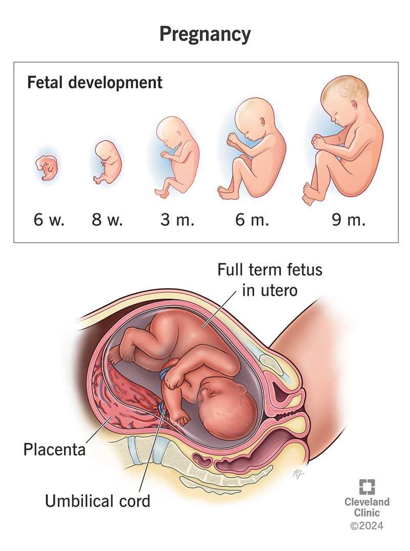 Bloating And Gas When Pregnant Comforting Relief