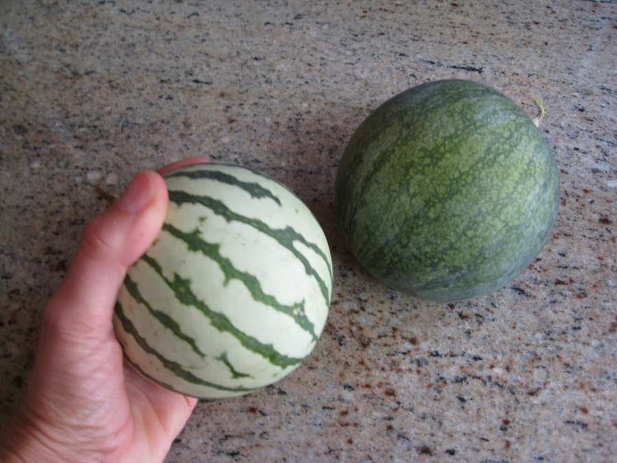 How Many Calories In Half A Small Watermelon Juicy Secrets