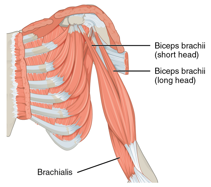 How Many Sets Of Biceps Should I Do? 