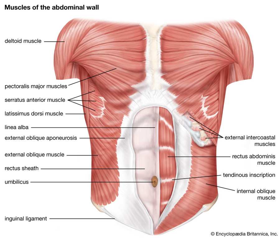 How To Gain Muscle In Stomach Effective Strategies