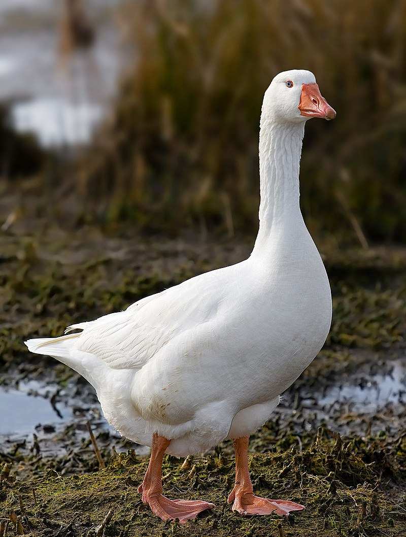 How To Cook A Goose Breast In The Oven Culinary Mastery