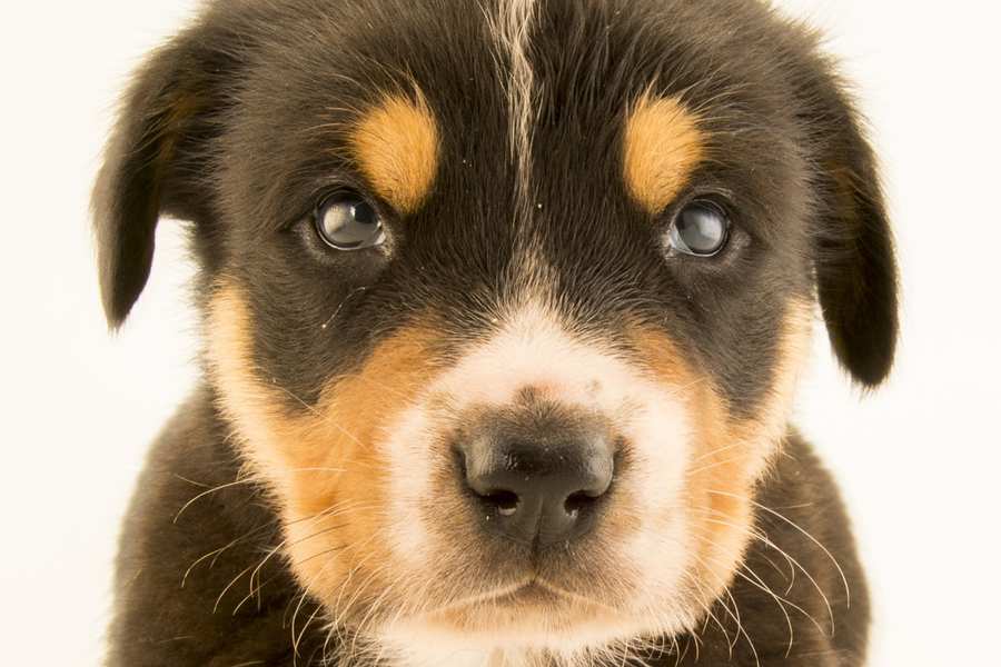 Can Dogs Eat Canned Fruit? 