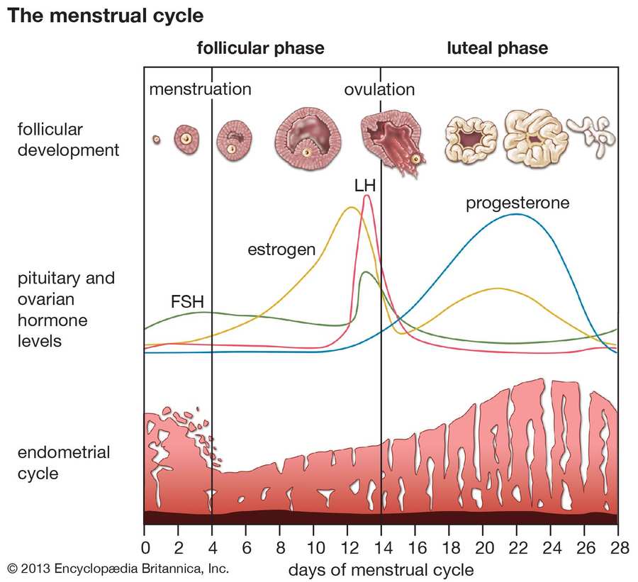 Does Menstruation Change With Age? 